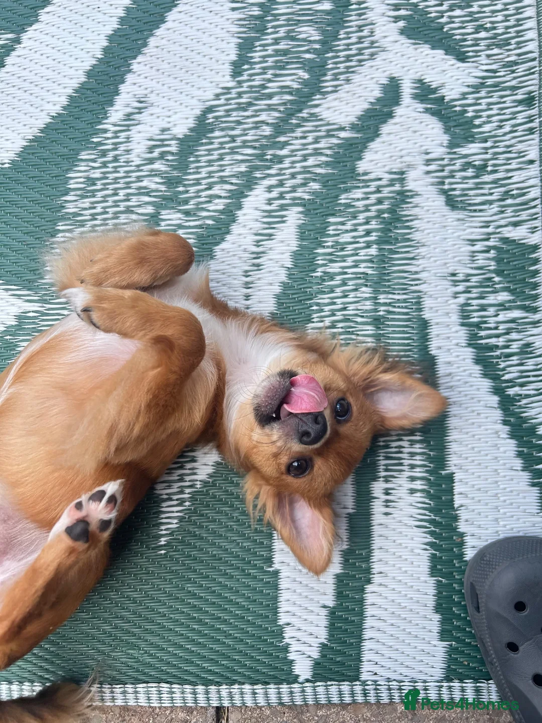 Pomchi dogs for sale: Female Pomchi for Rehoming  in Newport - Advert 4