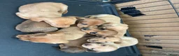 Miniature Dachshund dogs for sale: 🏆💙💖 KC REG 5 STAR BREEDER💙💖🏆CREAM - Advert 2