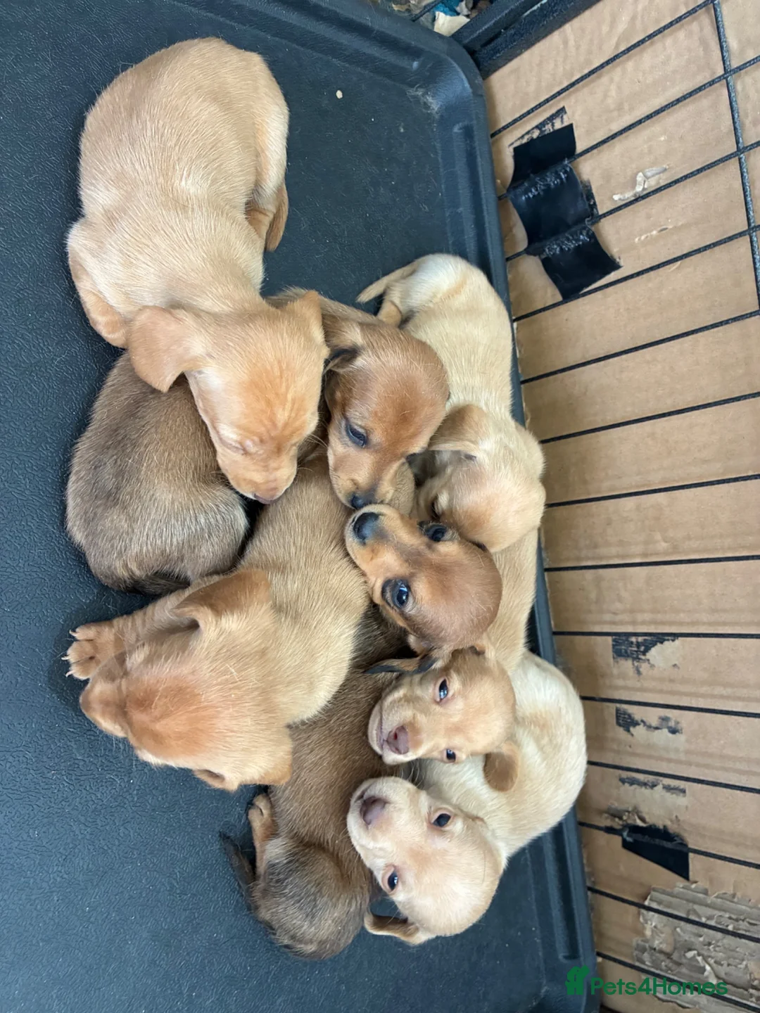 Miniature Dachshund dogs for sale: 🏆💙💖 KC REG 5 STAR BREEDER💙💖🏆CREAM - Advert 2