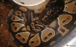 Python Snake reptiles for sale: Royal Python  - Image 2