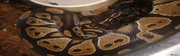 Python Snake reptiles for sale: Royal Python  - Advert 2