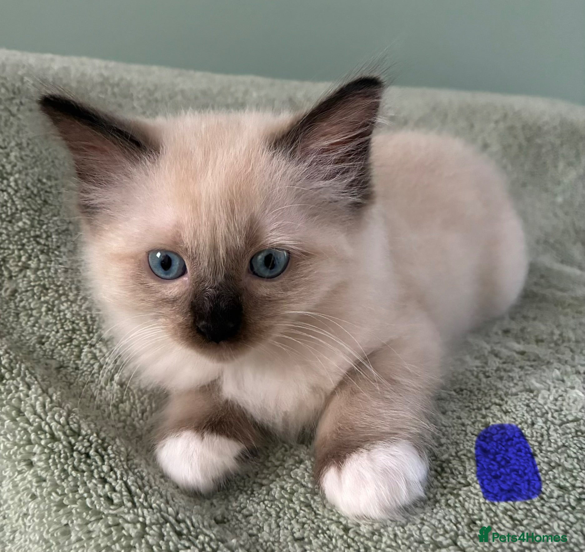 Ragdoll cats Pure Ragdoll Kittens *Ready Now* - Advert 14