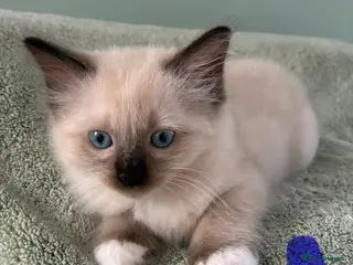 Ragdoll cats Pure Ragdoll Kittens *Ready Now* - Advert 14