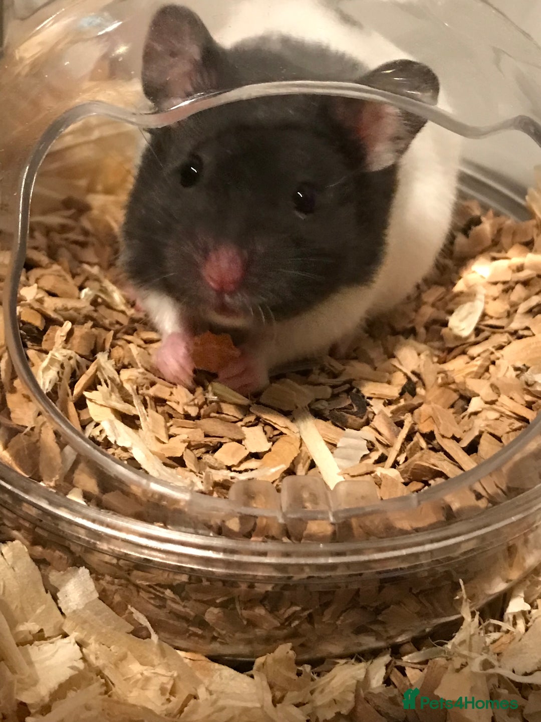 Hamster rodents for sale: Male Syrian hamster and enclosure for sale ! 🐹 - Image 8