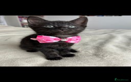 Bengal cats for sale: Pedigree bengal kittens available from 18/11/2025 - Advert 15