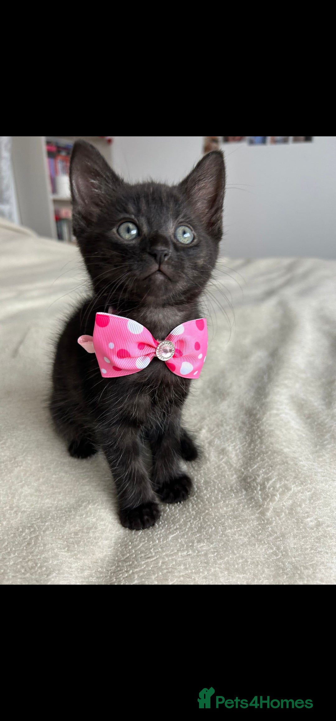 Bengal cats for sale: Pedigree bengal kittens available from 18/11/2025 - Advert 15