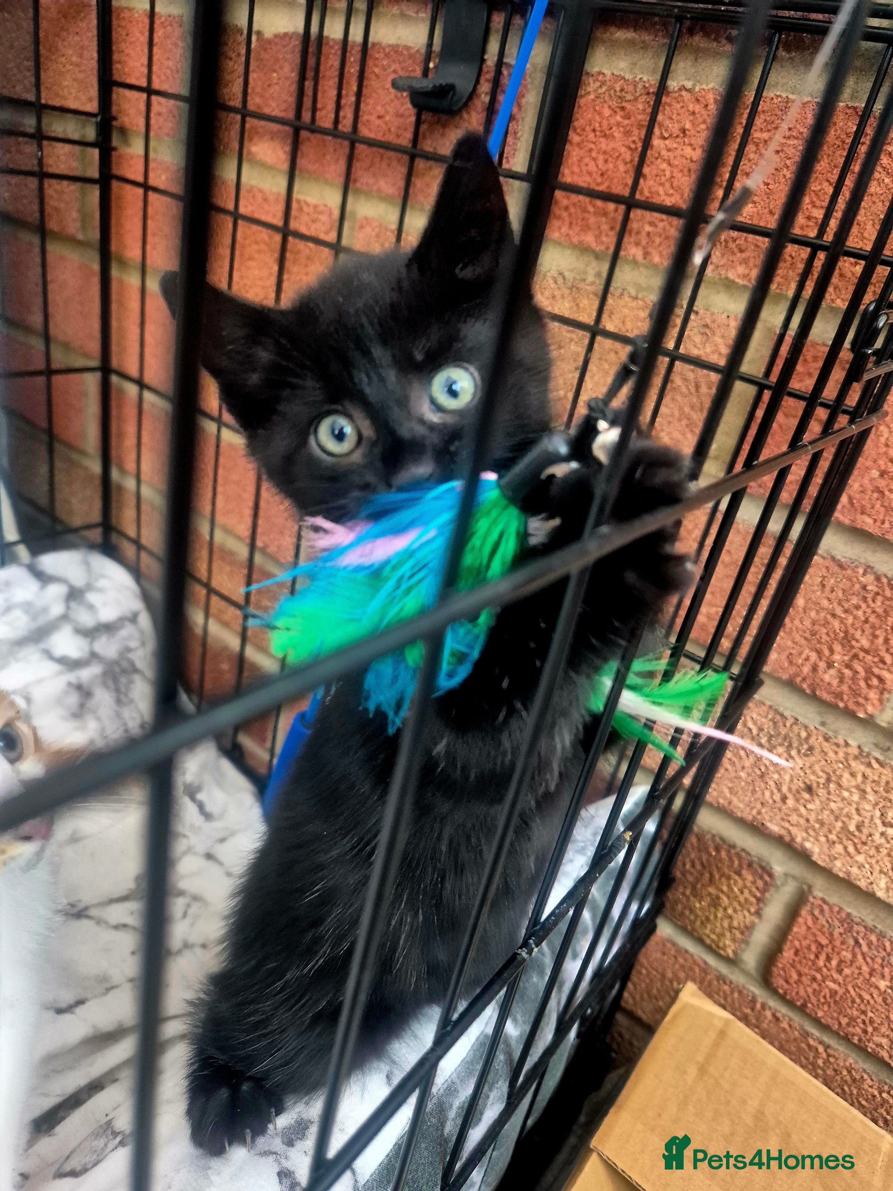 Mixed Breed cats One beautiful, curious girl left. 120£😍 - Advert 10