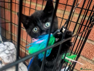 Mixed Breed cats One beautiful, curious girl left. 160£😍 - Advert 8