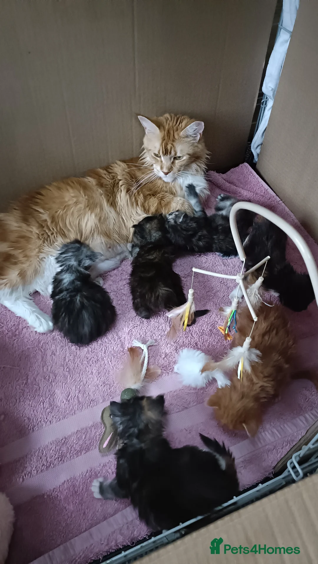 Maine Coon cats for sale: 😻😻😻Adorable fluffy Maine Coon kittens 😻😻😻 - Advert 29