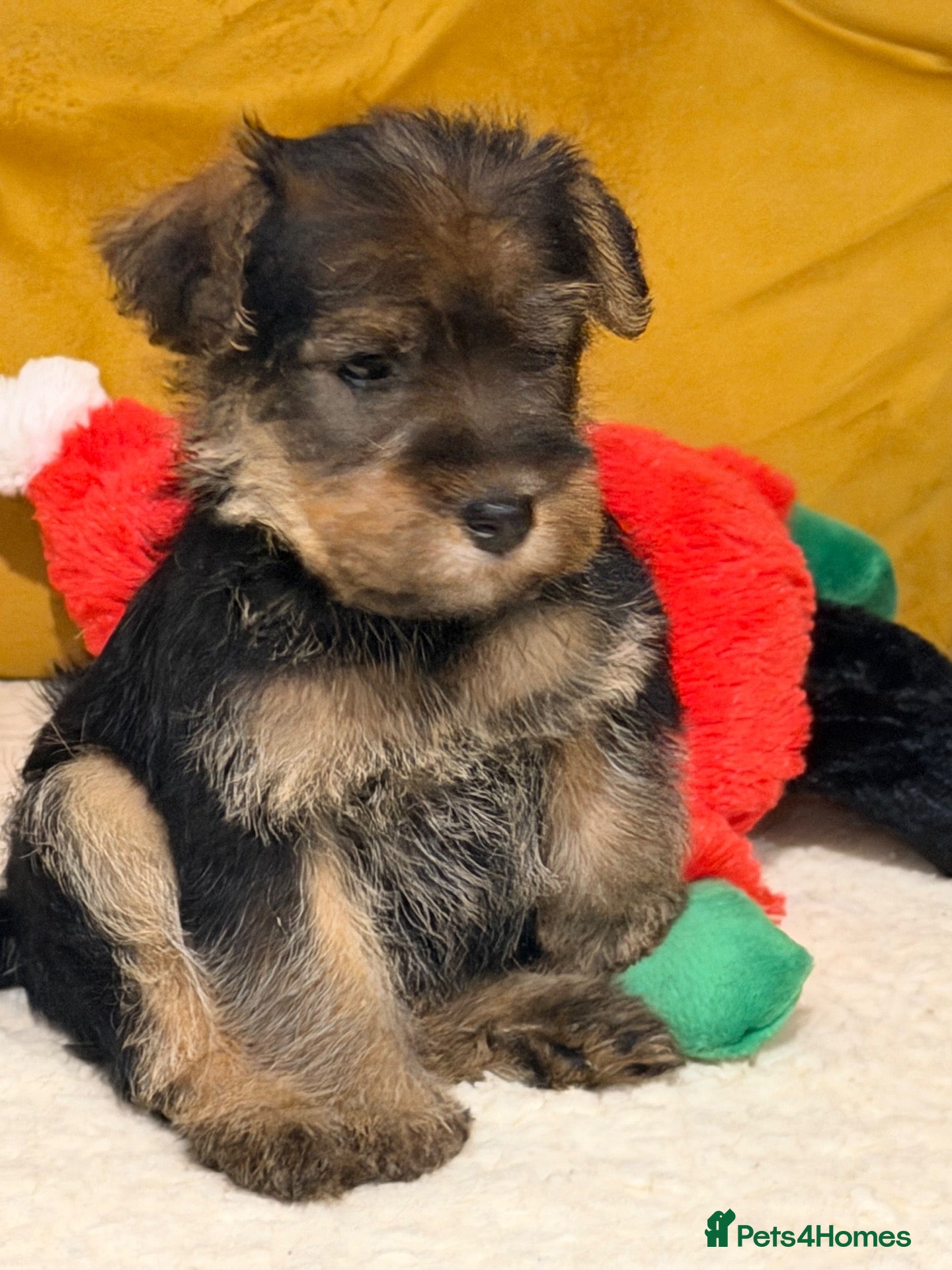 Welsh Terrier dogs for sale: Wawuzer puppies  - Advert 3