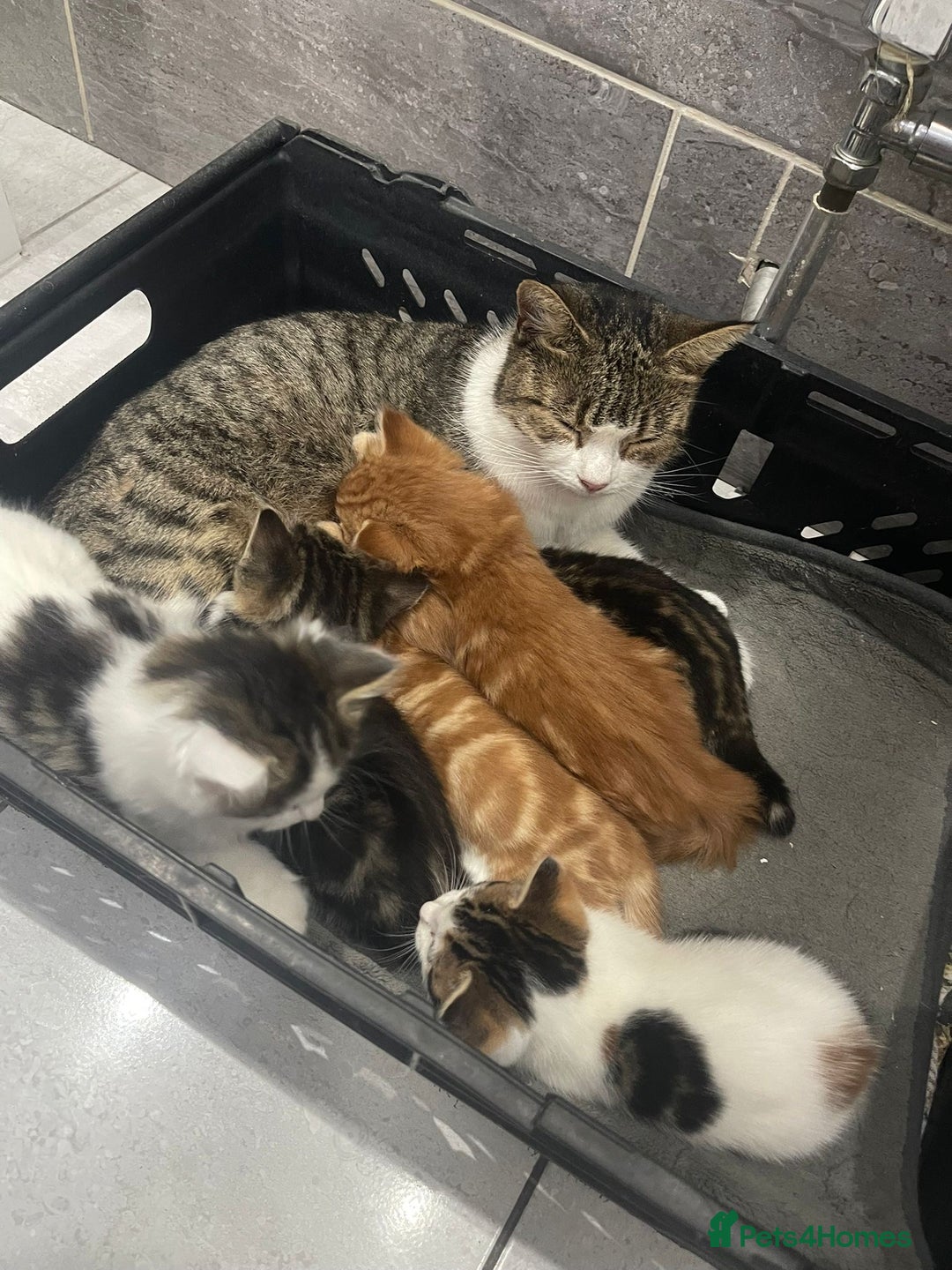 Mixed Breed cats for sale: Beautiful Fluffy Kittens  - Image 3
