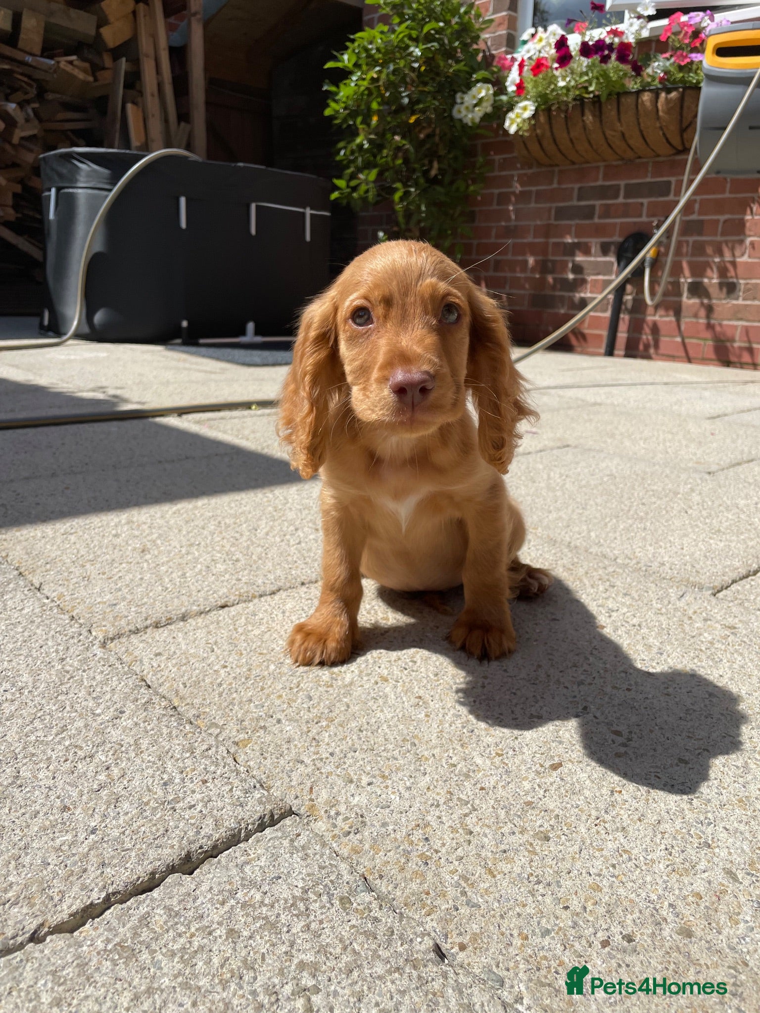 Cocker Spaniel dogs KC Working cockers - CHAMPION LINES - Fully Vax'd - Advert 2