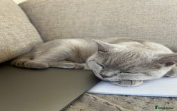 British Shorthair cats for sale: GCCF registered -Lilac British Shorthair Female - Image 2