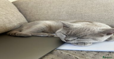 British Shorthair cats - Advert 16