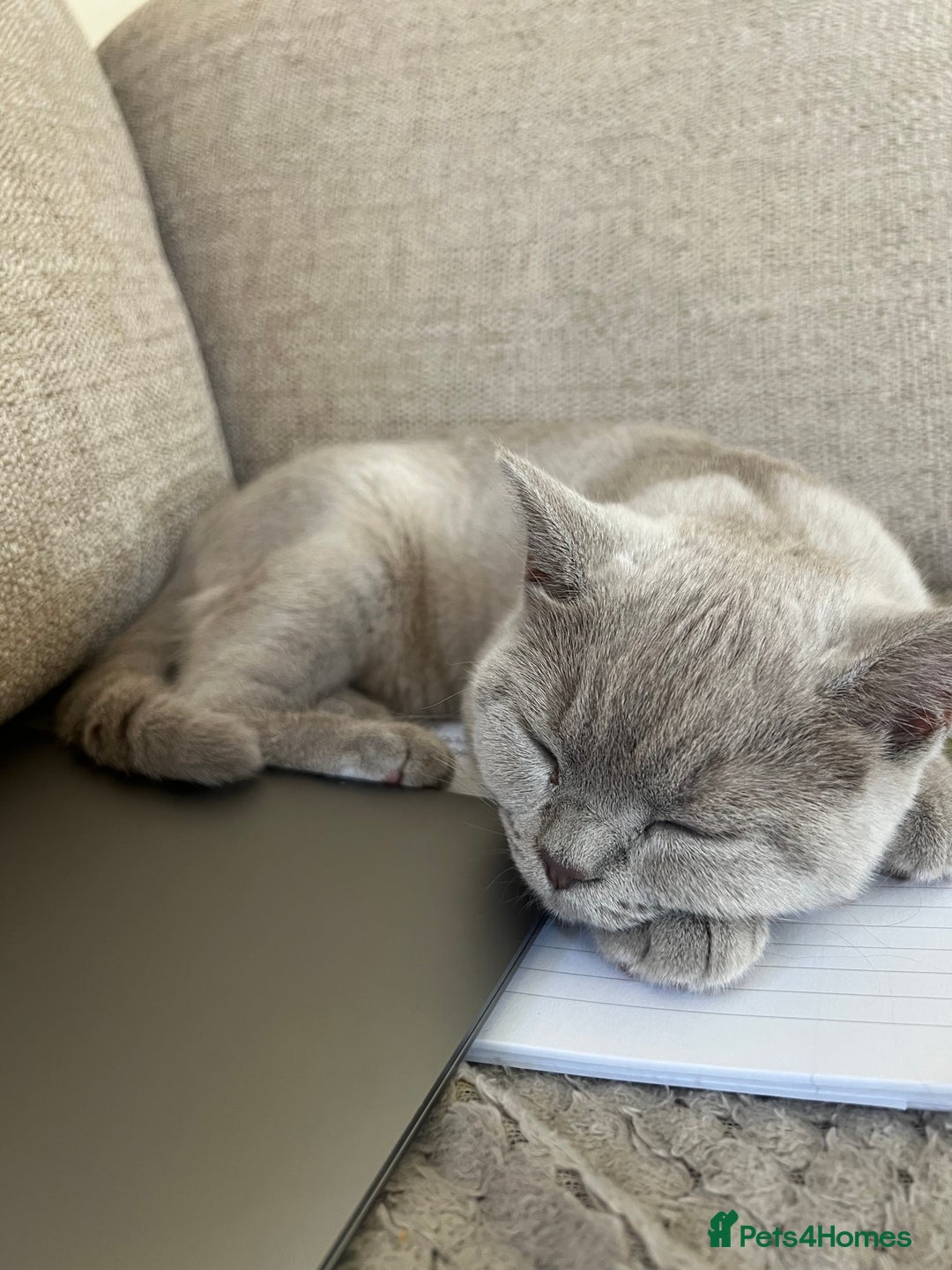 British Shorthair cats for sale: GCCF registered -Lilac British Shorthair Female - Image 2
