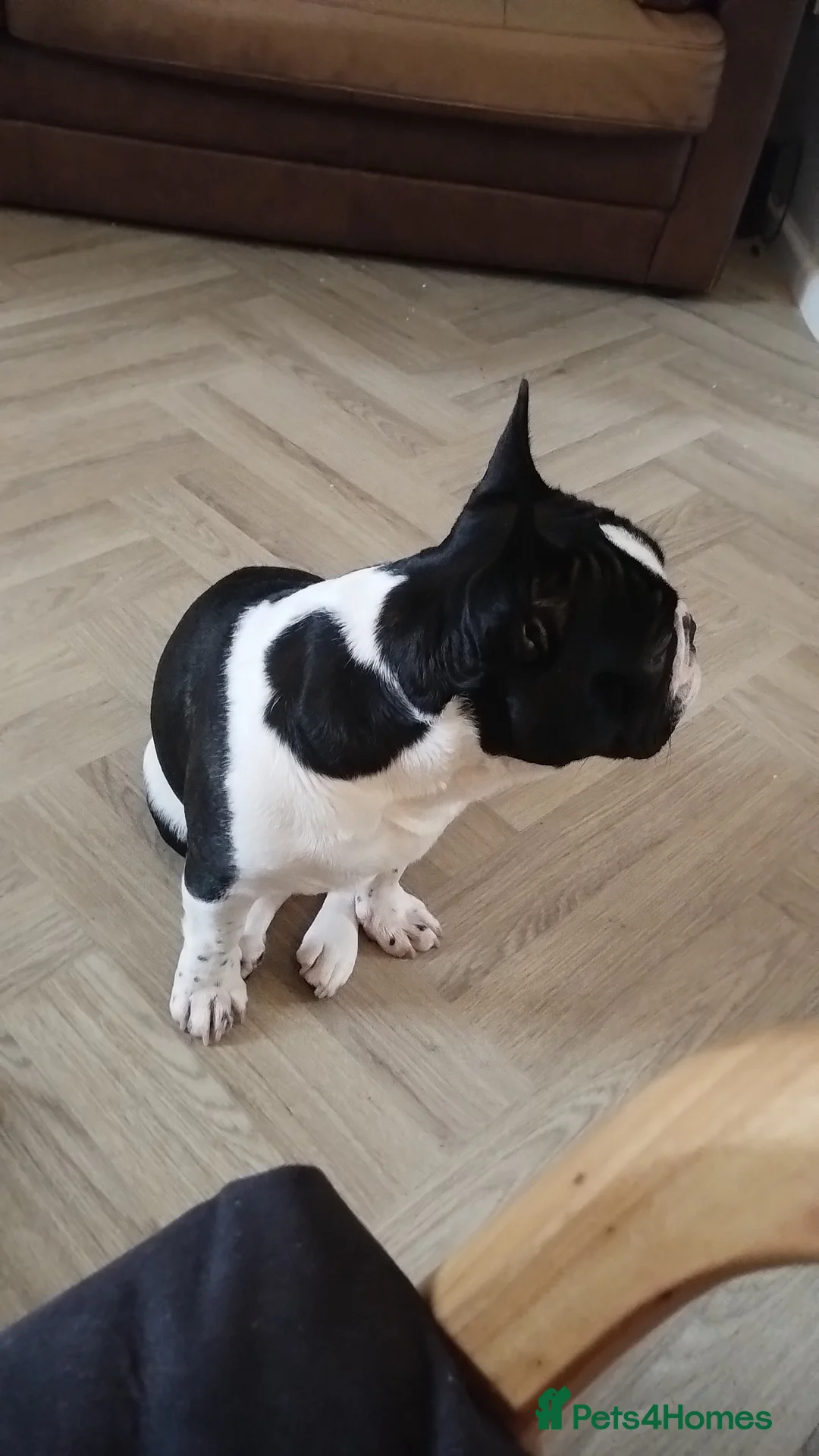 French Bulldog dogs for sale: Male french bulldog  in Pontypridd - Advert 6