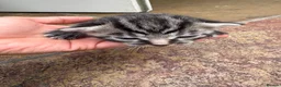 Mixed Breed cats for sale: 5 adorable kittens looking for loving homes - Advert 7