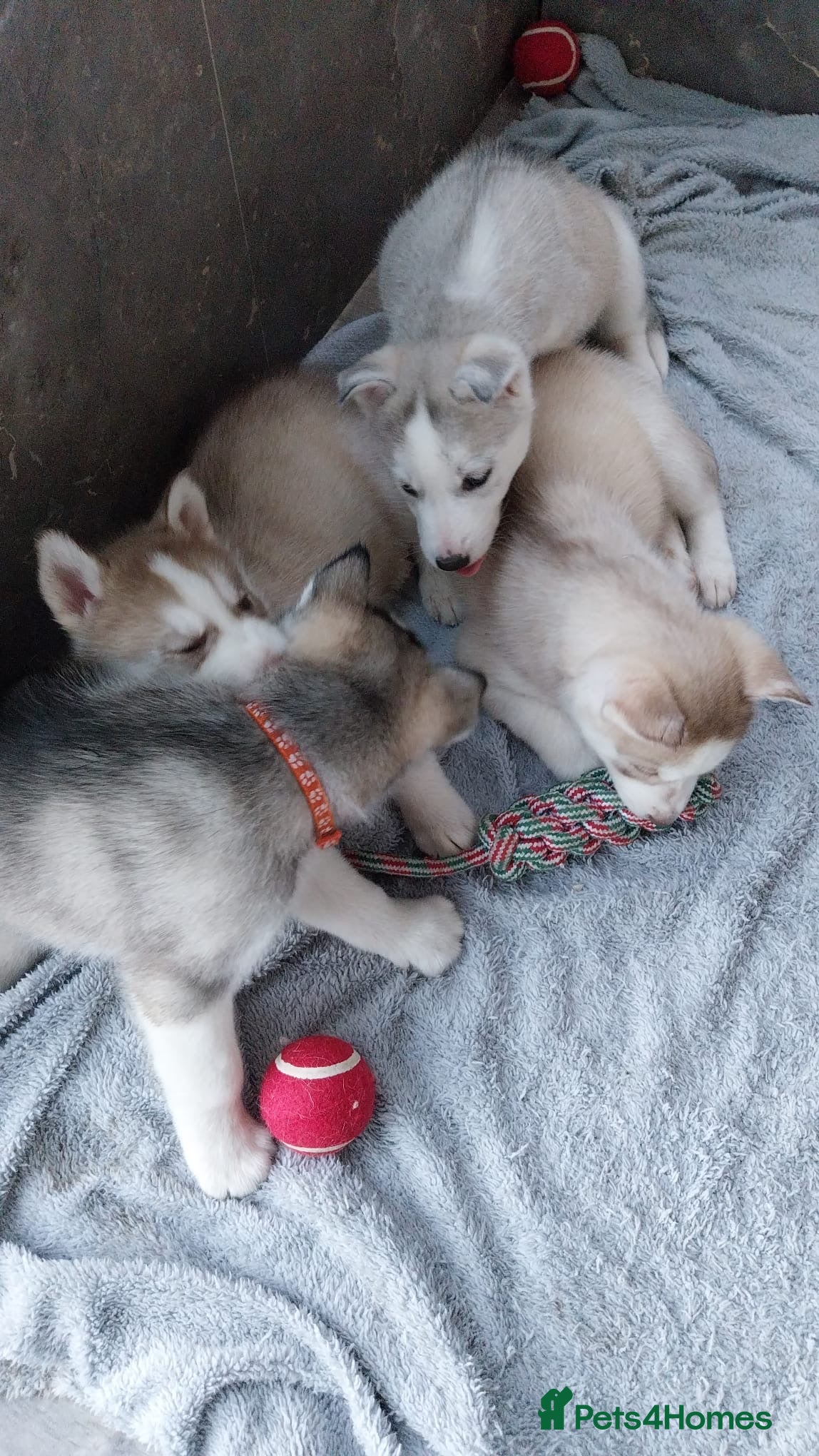 Siberian Husky dogs Beautiful Siberian Husky Puppies for Loving Homes - Advert 12
