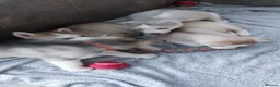 Siberian Husky dogs for sale: Beautiful Siberian Husky Puppies for Loving Homes - Advert 1