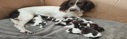 English Springer Spaniel dogs for sale: Gorgeous KC reg ES spaniel Pups - Advert 5