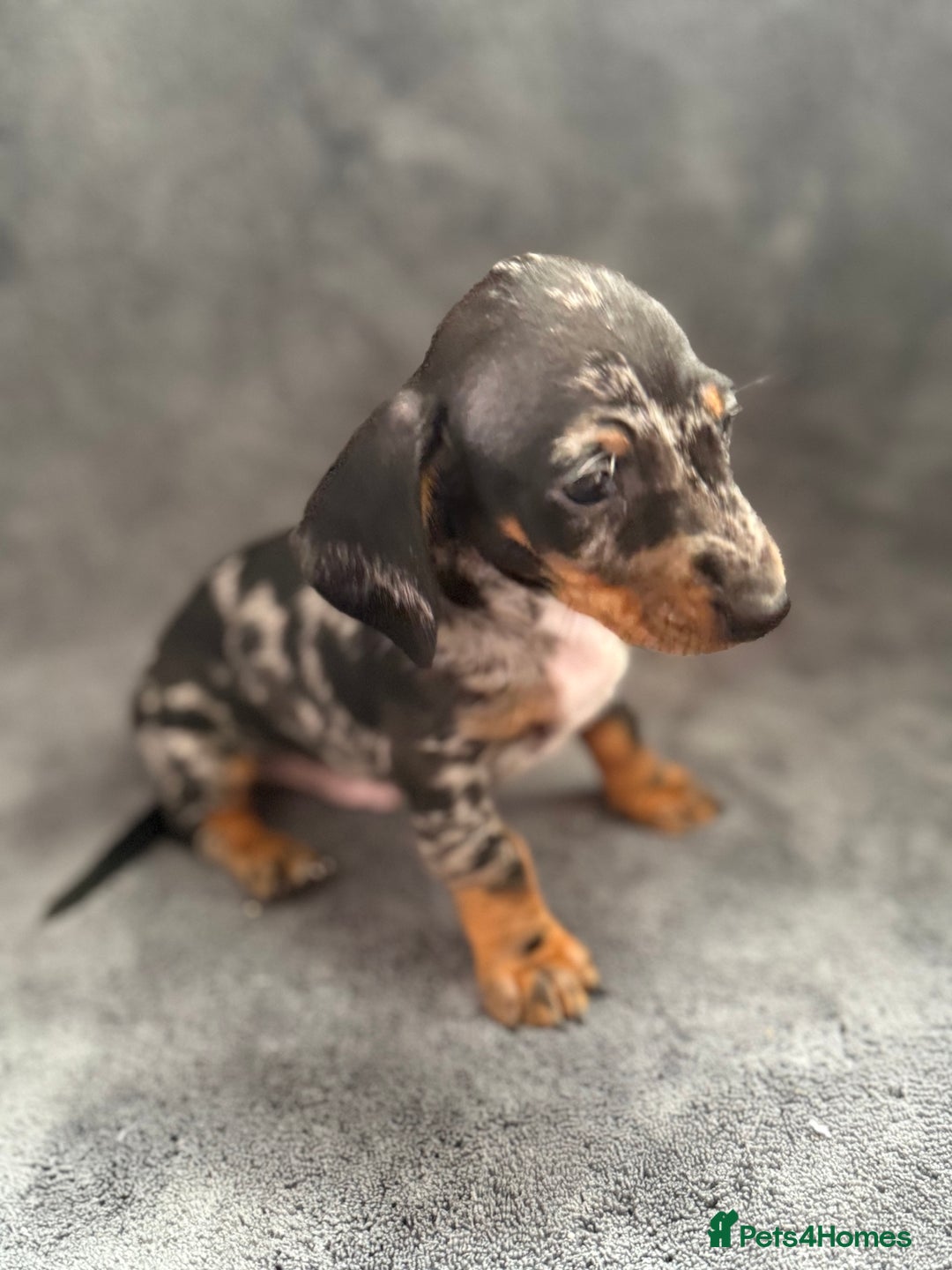 Dachshund dogs for sale: Miniature dachshund  - Image 17