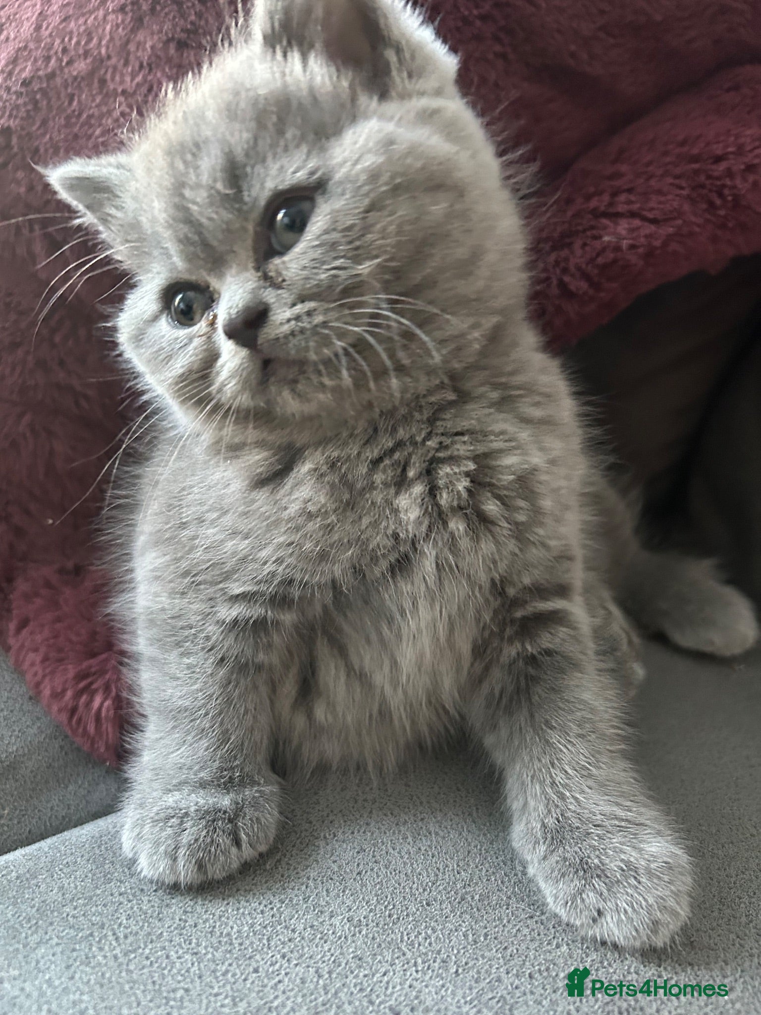 Mixed Breed cats Beautiful British shorthair/persian kittens - Advert 4