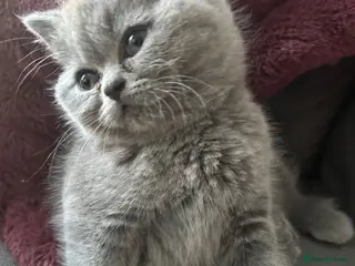 Mixed Breed cats Beautiful British shorthair/persian kittens - Advert 4