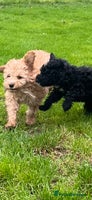 Cockapoo dogs - Advert 15