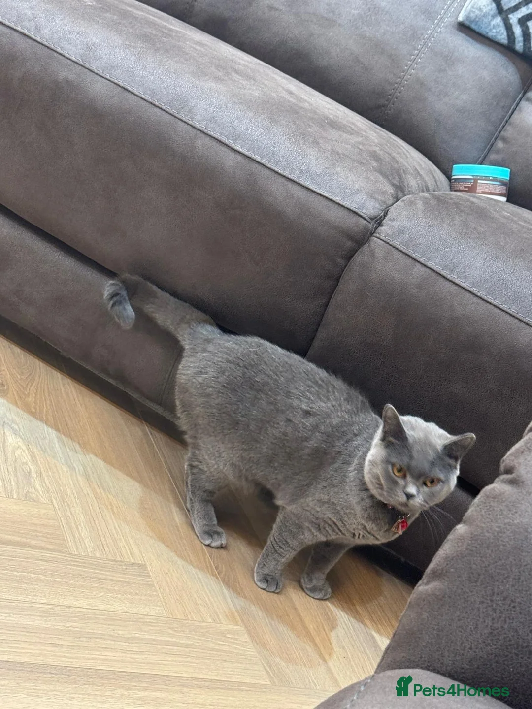 British Shorthair cats for sale: british short hair for sale in Birmingham - Advert 1