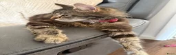 Mixed Breed cats for sale: Tabby kittens  - Advert 6