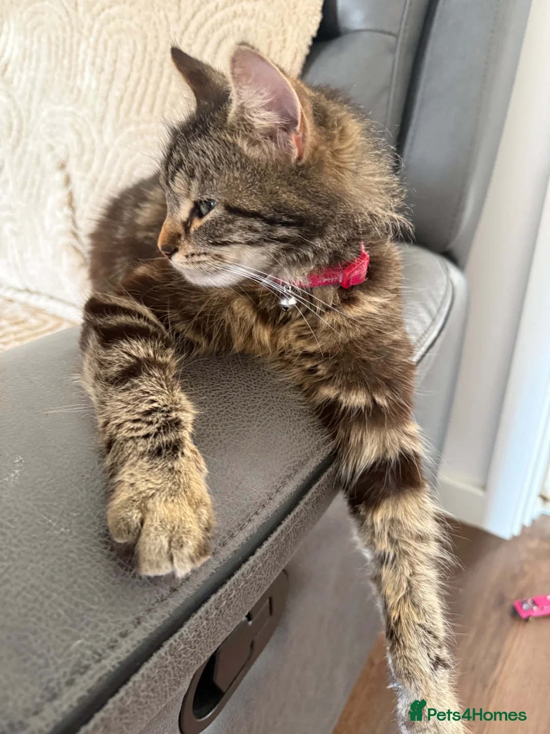 Mixed Breed cats for sale: Tabby kittens  - Advert 6