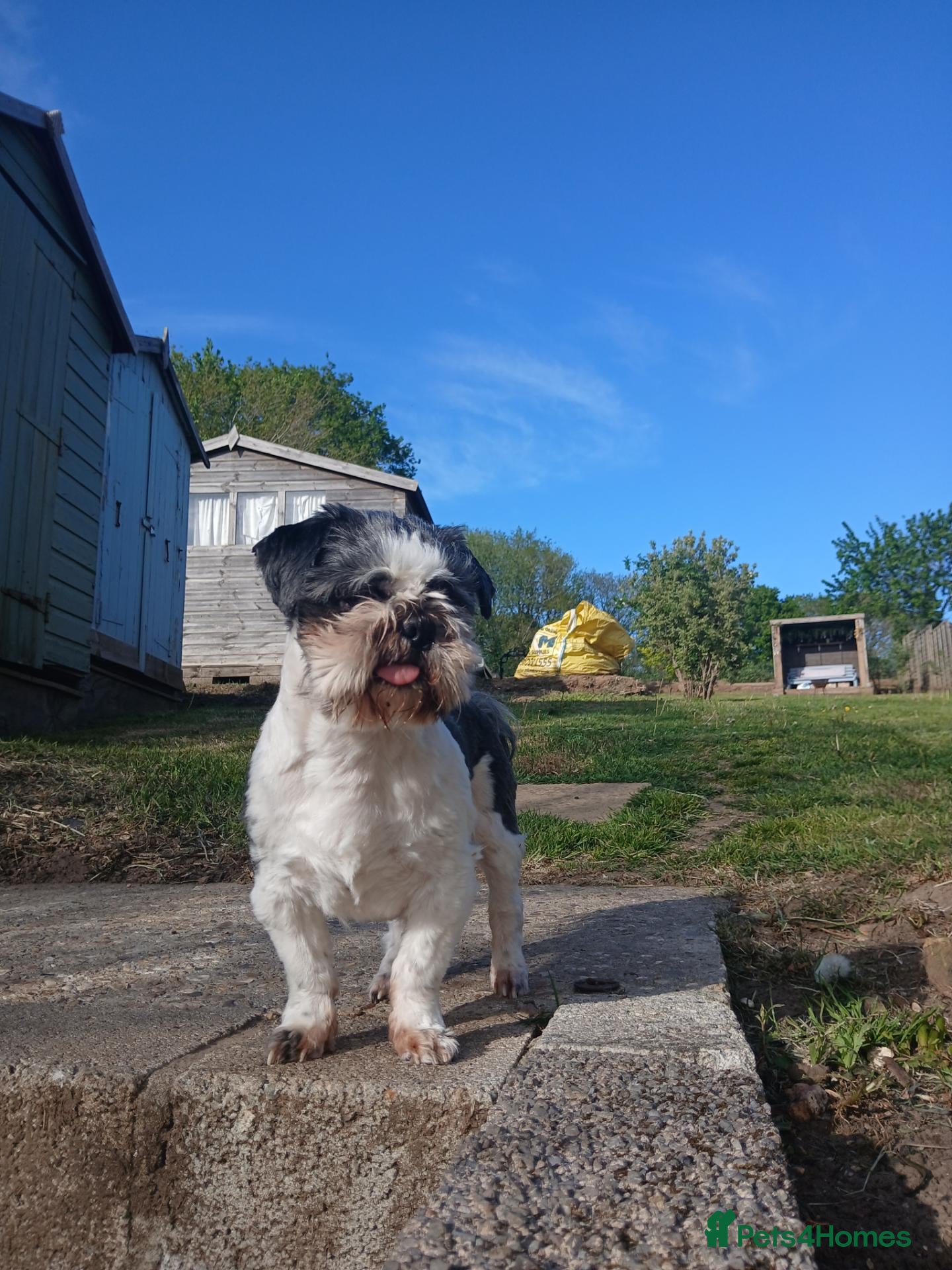 Shih Tzu dogs 2 year old Shih zhu - Advert 1