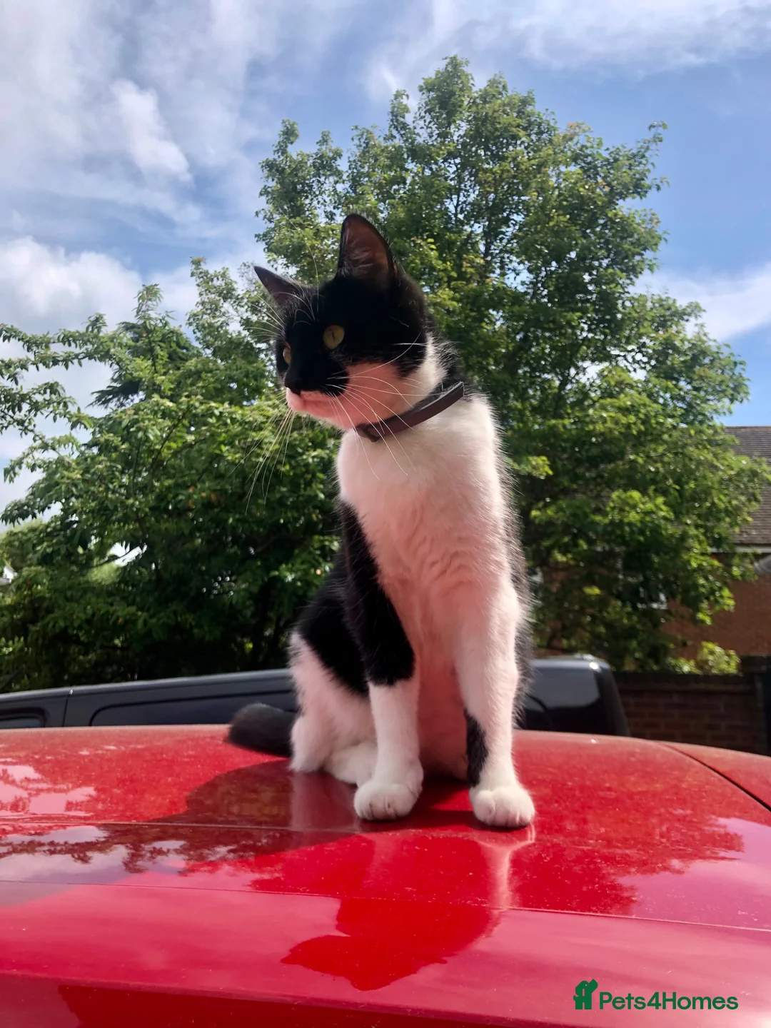 Mixed Breed cats for sale: Luna looking for a home - Advert 2