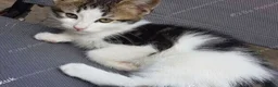 Mixed Breed cats for sale: Beautiful male kitten – ready for a new home. - Advert 8