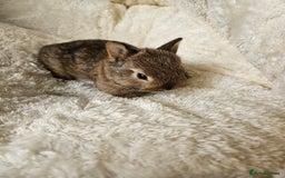 Netherland Dwarf rabbits for sale: Netherland Dwarf bunnies - Image 18