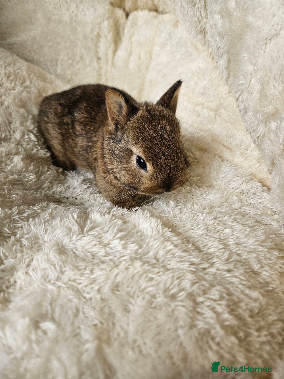 Netherland Dwarf rabbits for sale: Netherland Dwarf bunnies - Image 18