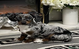 Dachshund dogs for sale: Dachshund bitch - Image 2