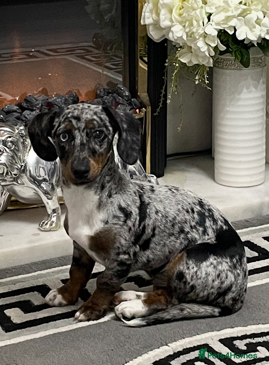 Dachshund dogs for sale: Dachshund bitch - Image 2