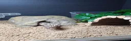 Leopard Gecko reptiles for sale: Zip the leopard gecko in Exeter - Advert 6