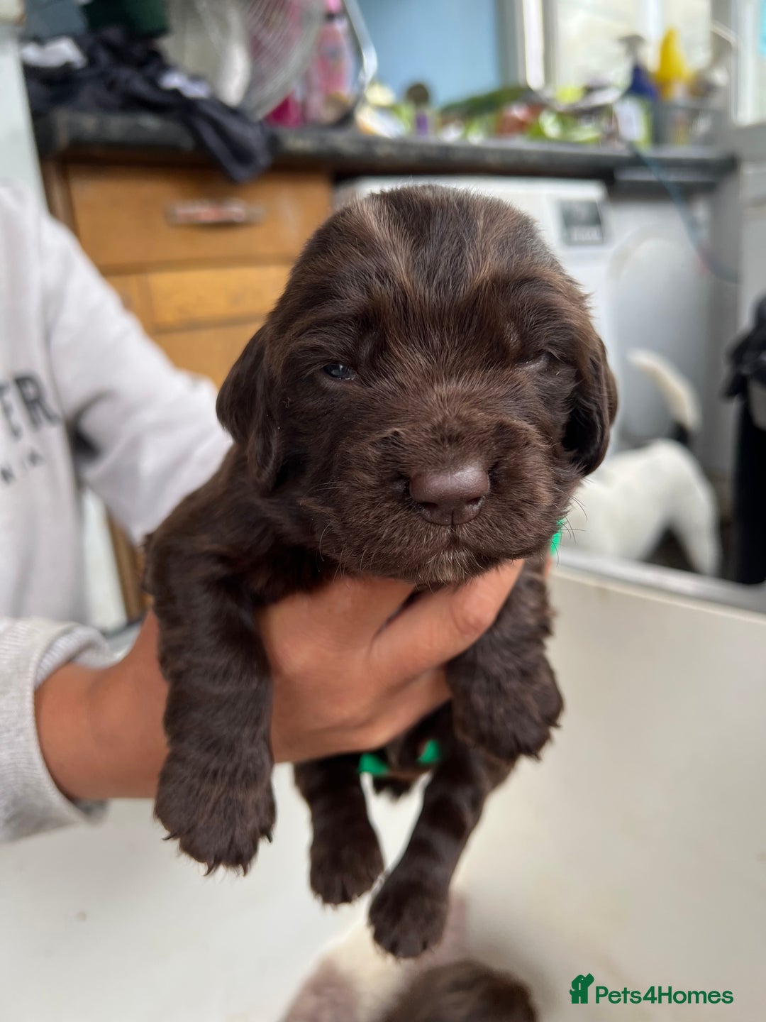 Sprocker dogs for sale: Chocolate sprocker spaniel puppies  - Image 8
