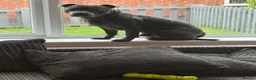 Staffordshire Bull Terrier dogs for stud: Spartan Zeus  in Nottingham - Advert 18