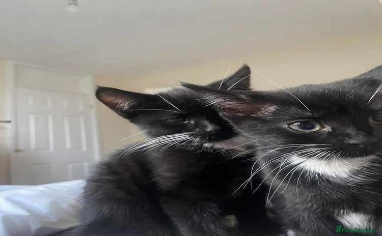 Domestic Shorthair cats - Advert 3