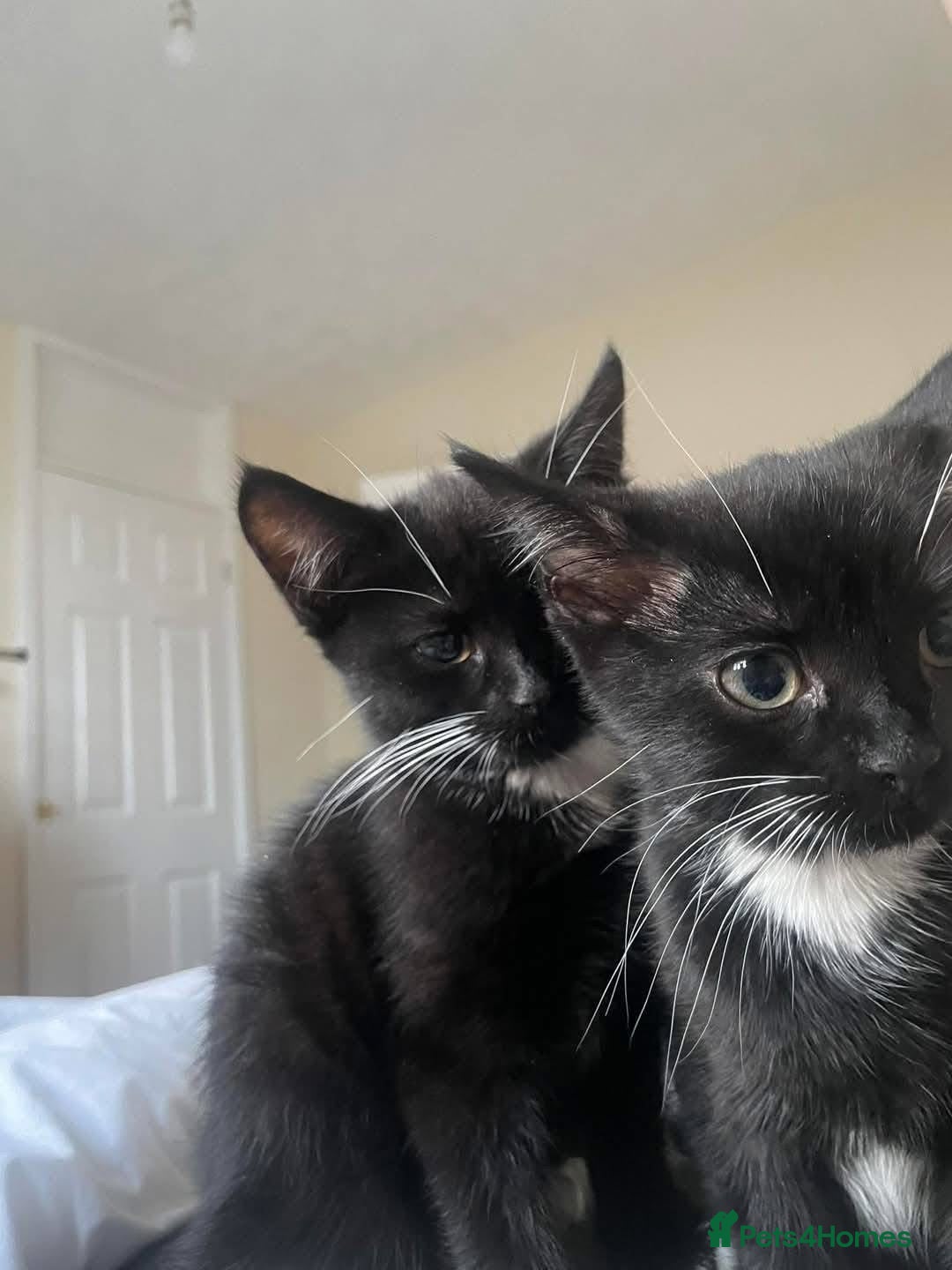 Domestic Shorthair cats for sale: 1 female cat - Image 1