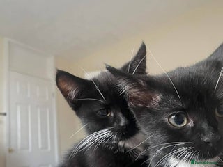 Domestic Shorthair cats - Advert 27