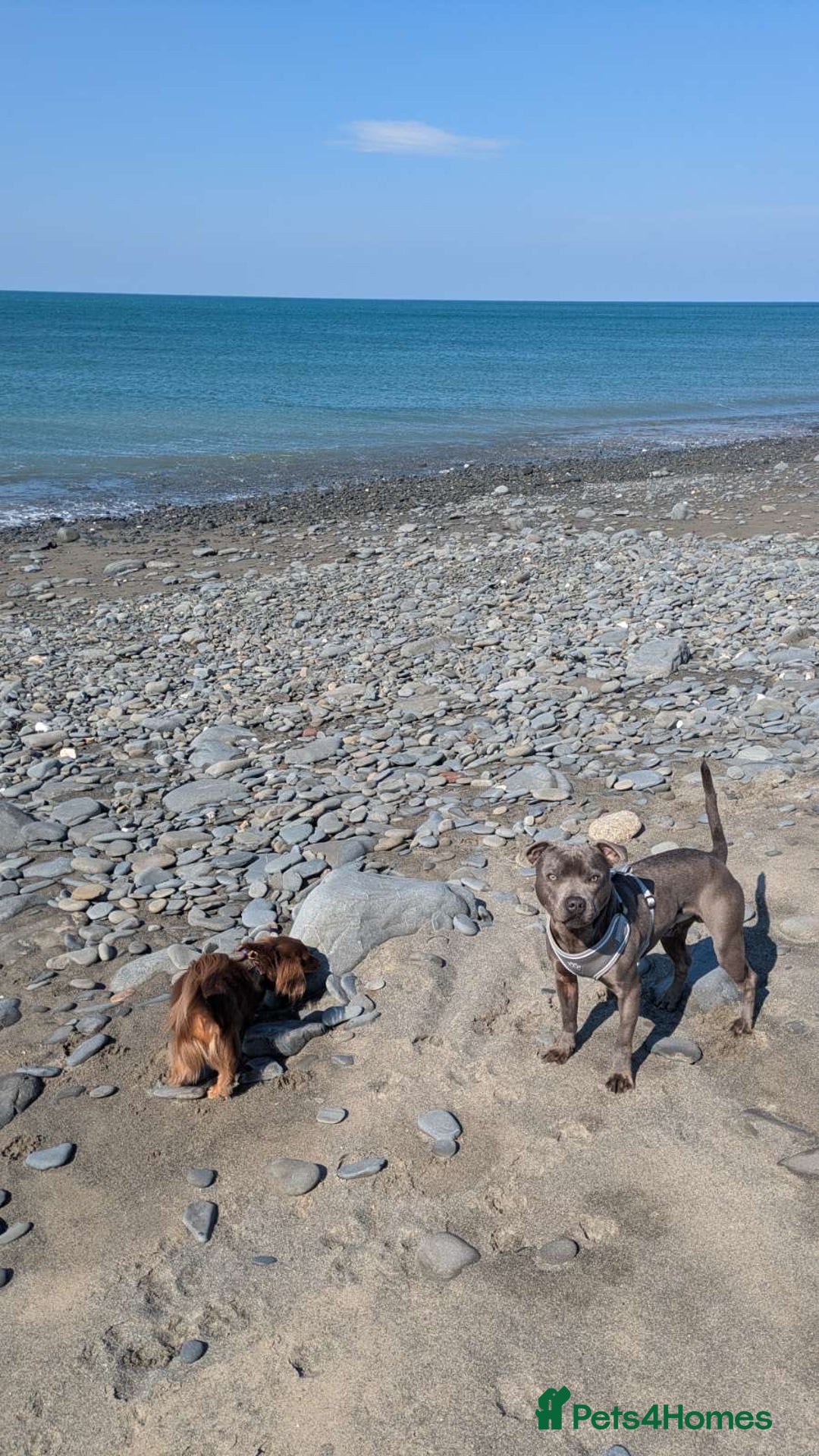 Staffordshire Bull Terrier dogs for sale: Beautiful blue staff - Image 3
