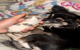 Chihuahua dogs for sale: Beautiful long haired, chihuahua puppies - Advert 5