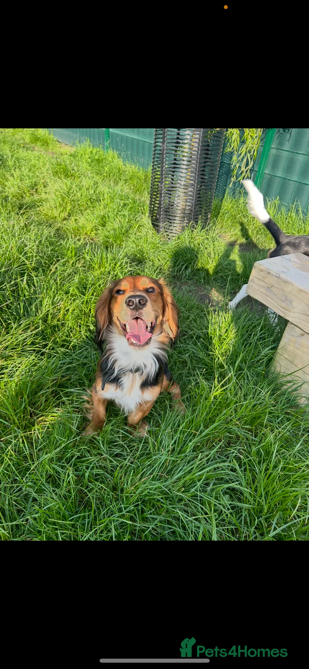 Bocker dogs for sale: * FREE * cocker spaniel x beagle  - Advert 2