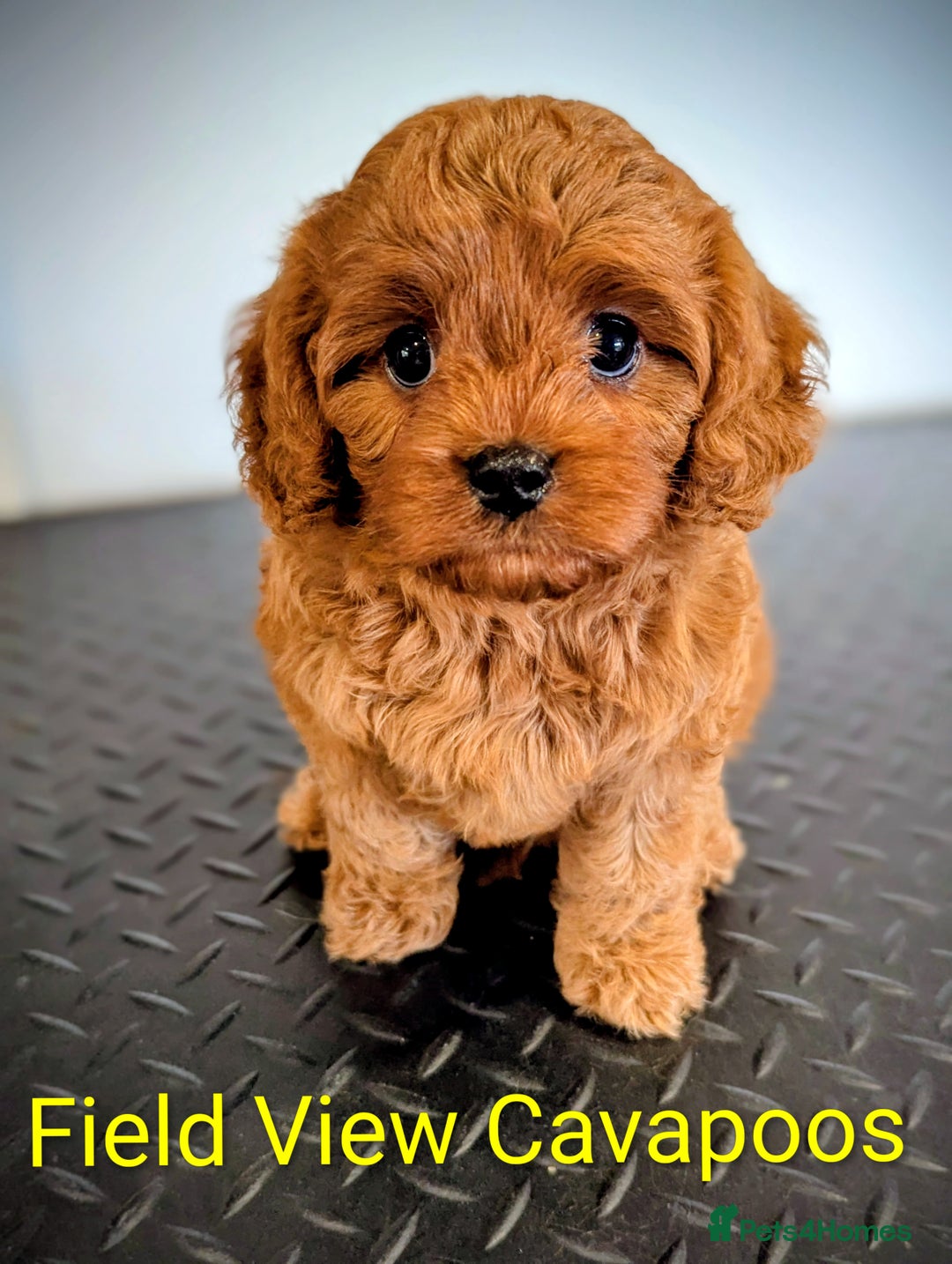 Cavapoo dogs for sale: F1 Extensively health tested Cavapoo puppies  - Advert 4