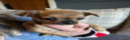 Chihuahua dogs for sale: 2 gorgeous chihuahua puppies - Advert 5