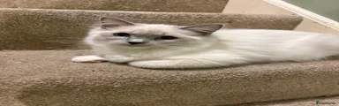 Ragdoll 2